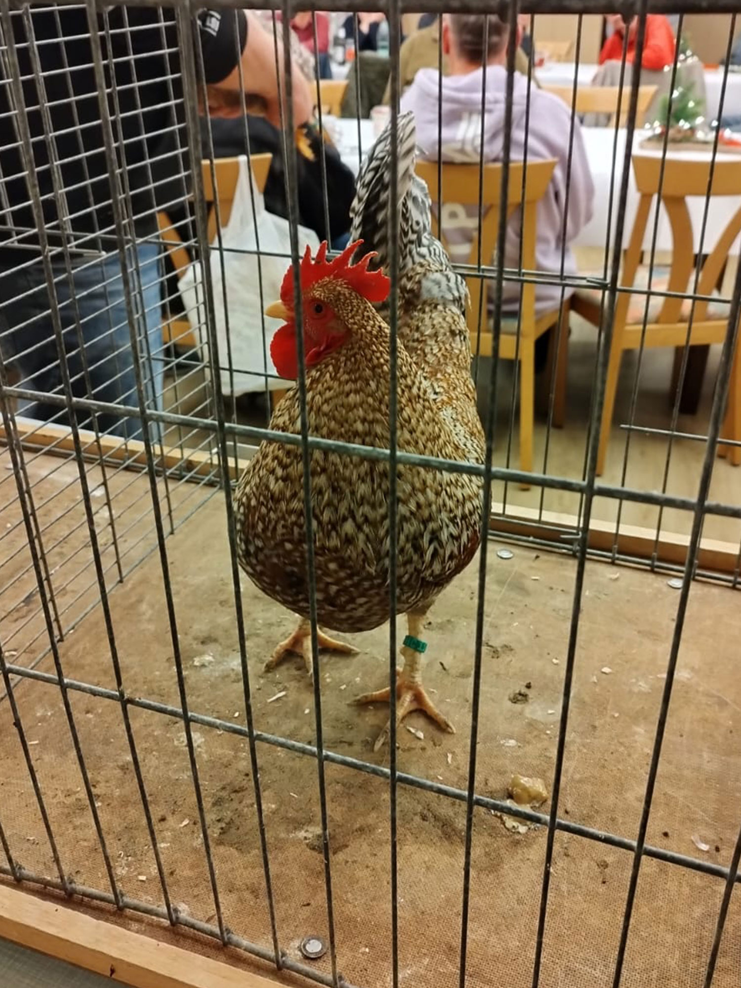 Rückblick Monatsversammlung Dezember 2025