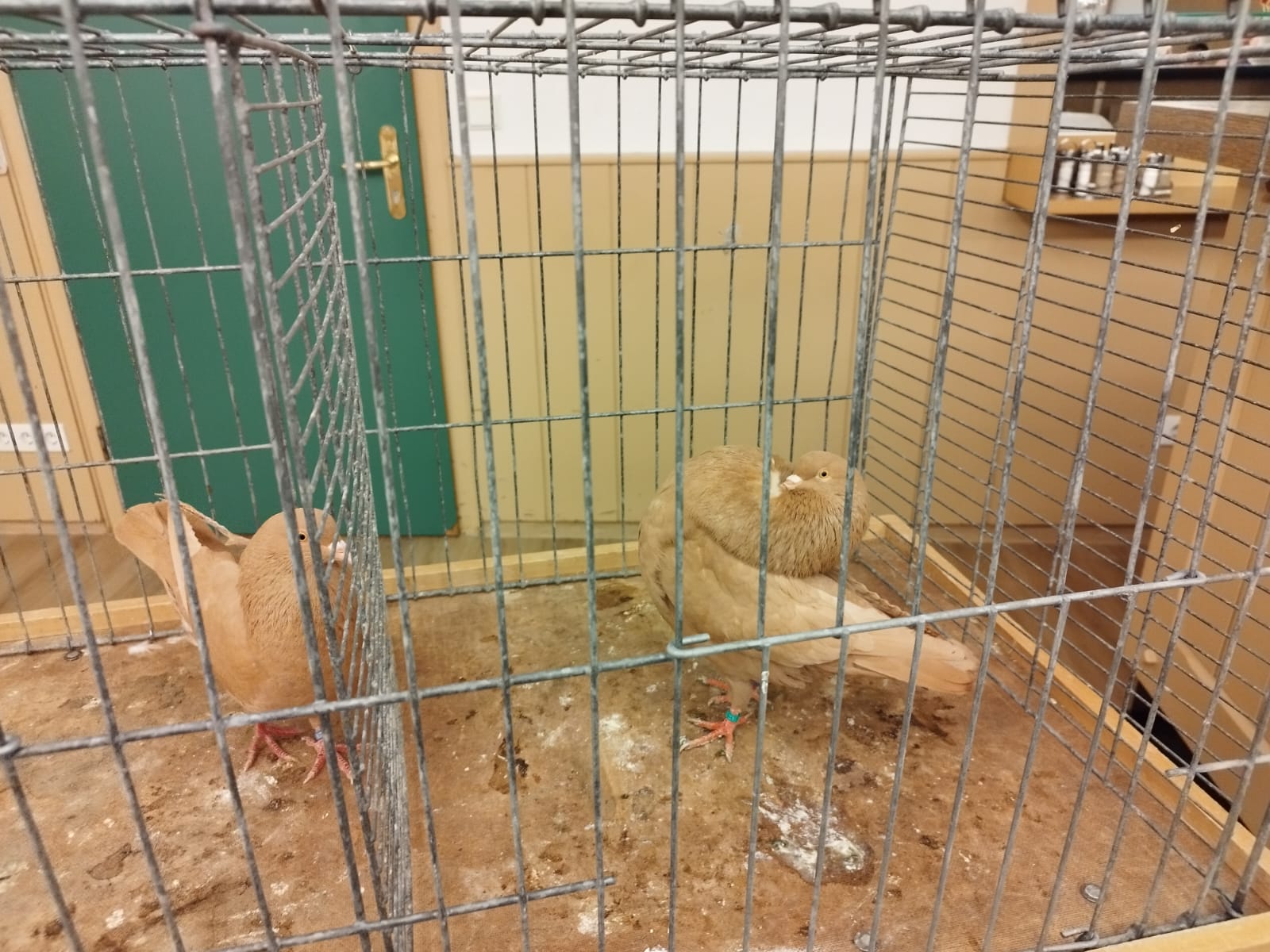 Rückblick Monatsversammlung Februar 2026